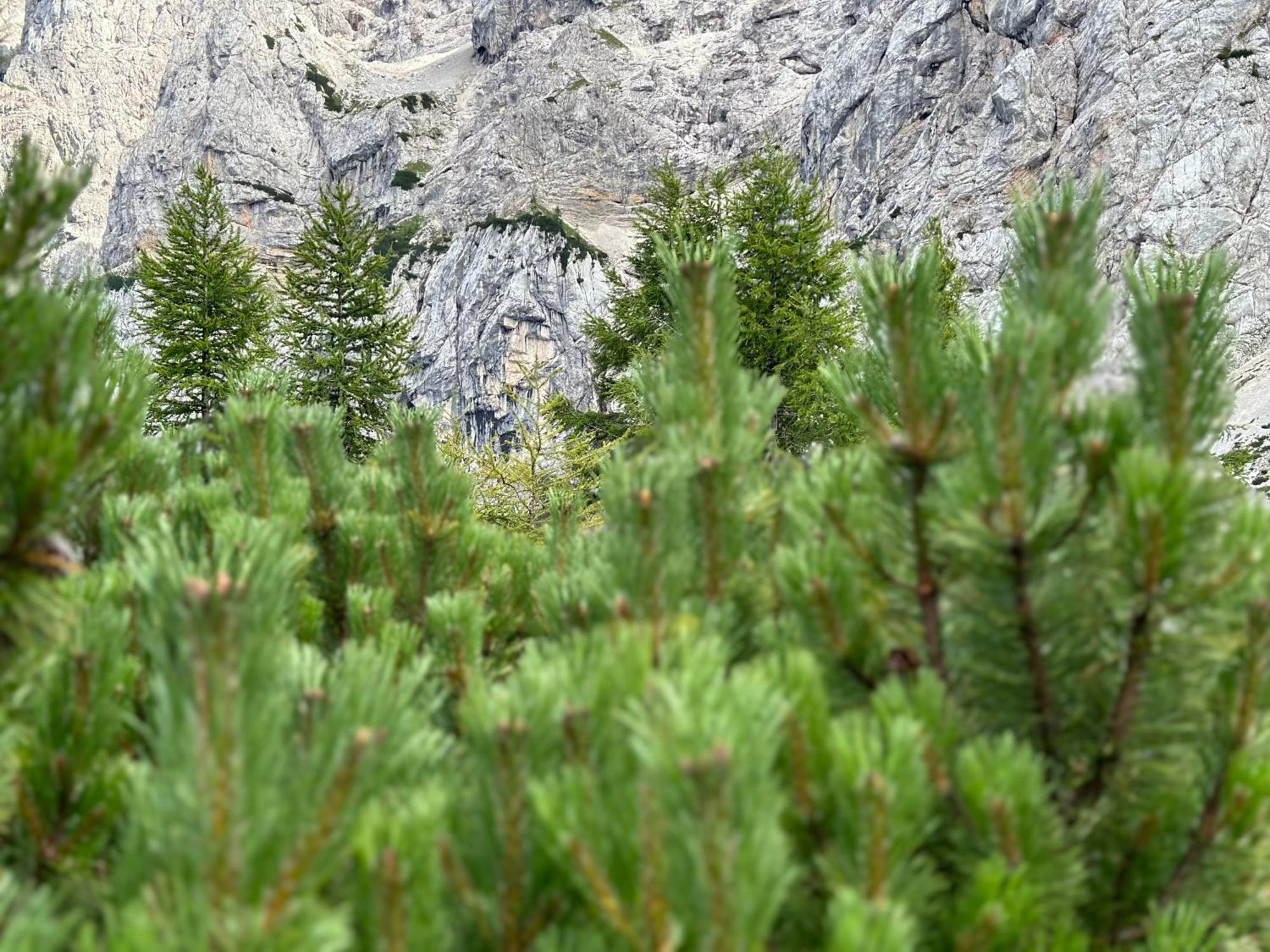 Ski Hut Smucka Kranjska Gora Dış mekan fotoğraf